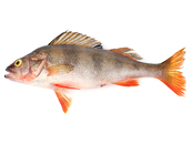 Perch